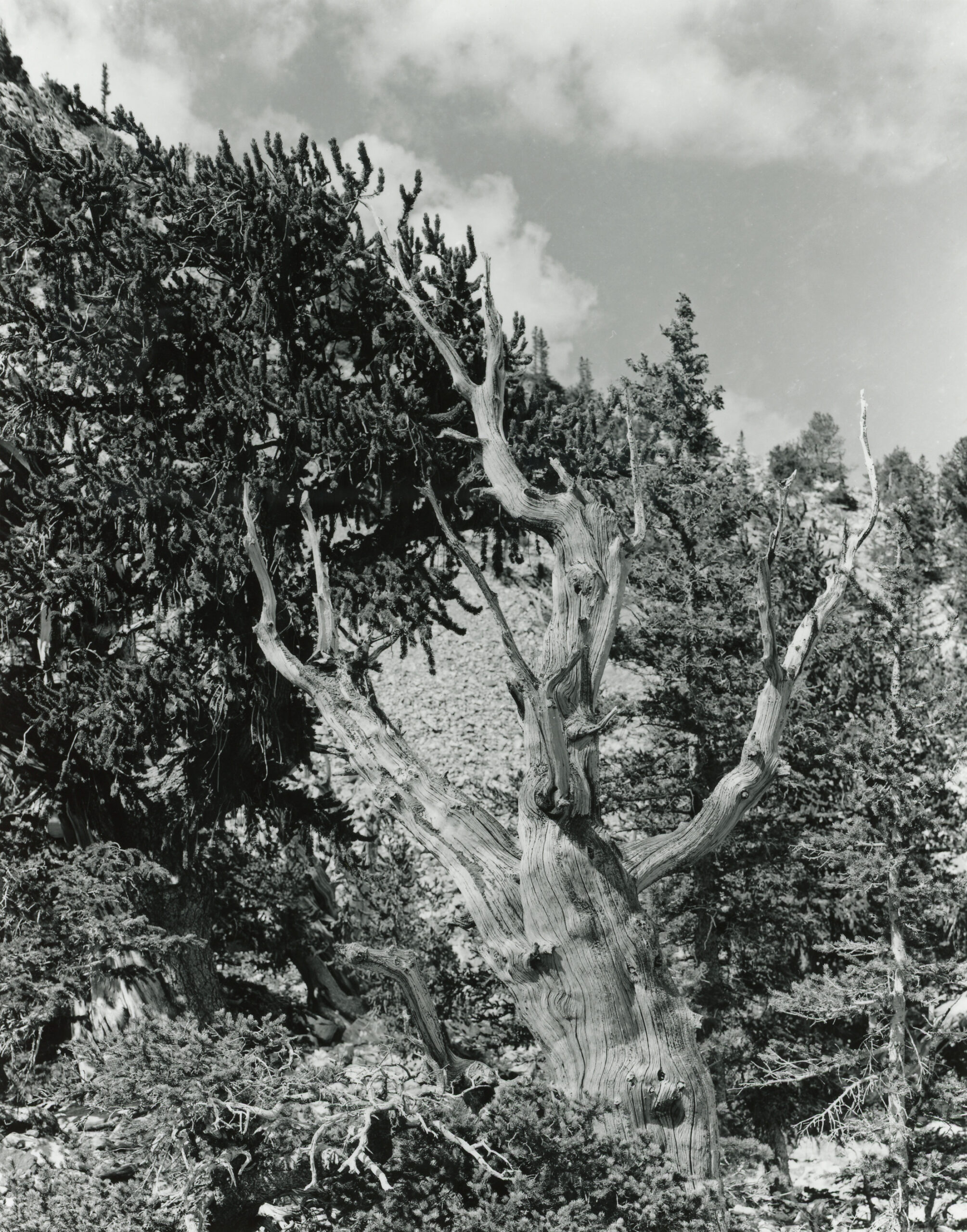 Photo of a Bristle Cone Pine tree at Great Basin NP